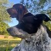 houndandheeler